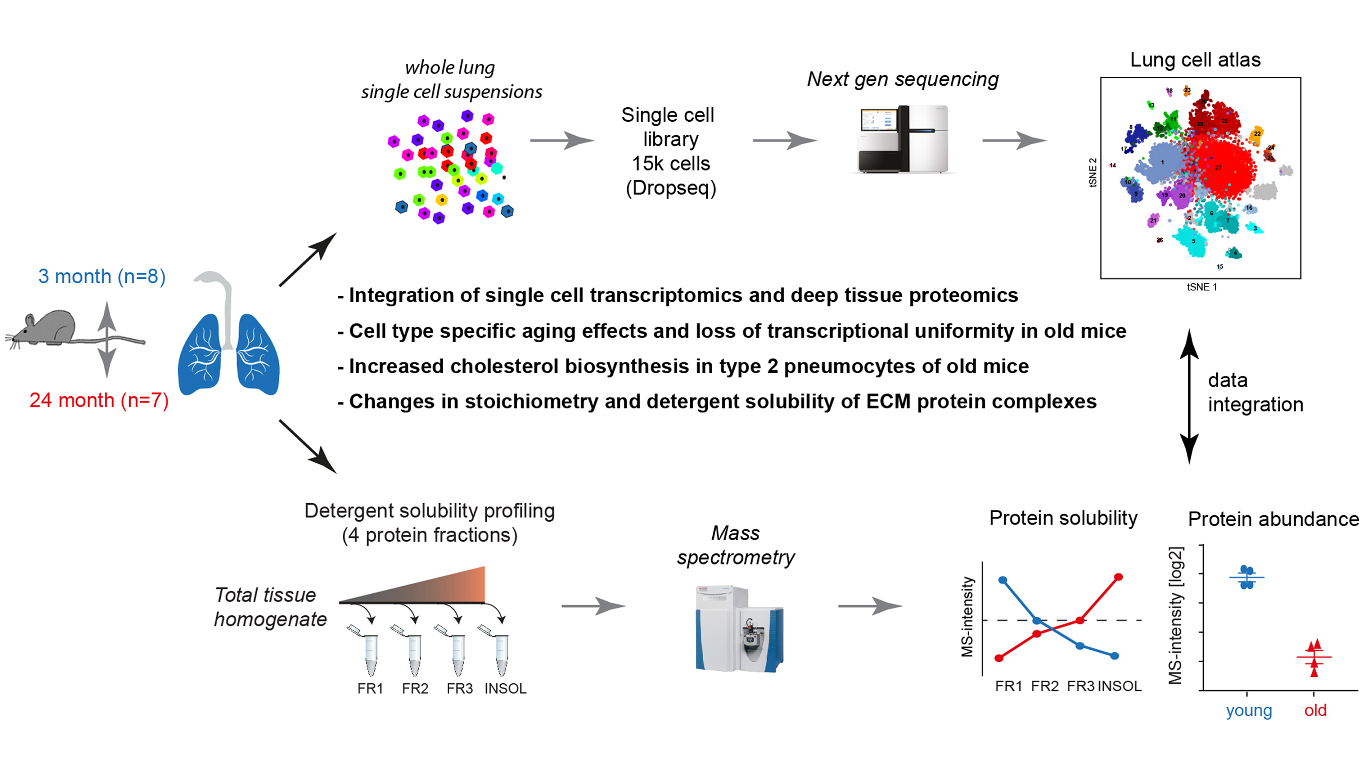 An atlas of the aging lung mapped by single cell transcriptomics and ...